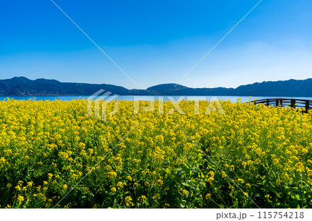 池田湖の菜の花畑（指宿市） 115754218