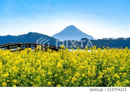 池田湖と開聞岳と菜の花畑 池田湖と開聞岳と菜の花畑 115754221