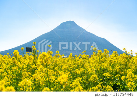 菜の花と開聞岳（指宿市） 115754449