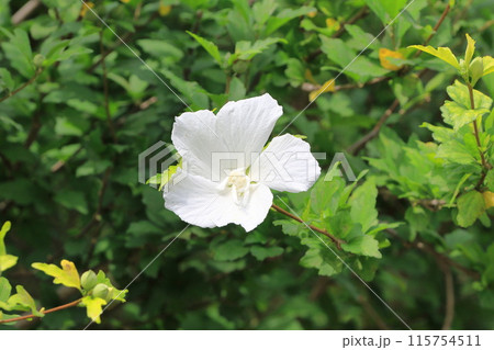 真っ白な木槿(ムクゲ)の花 真っ白な木槿(ムクゲ)の花 115754511