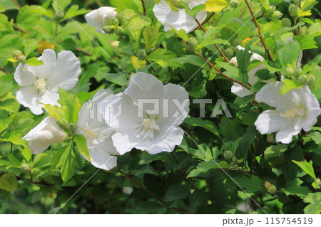 真っ白な木槿（ムクゲ）の花 115754519
