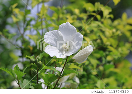 真っ白な木槿（ムクゲ）の花 115754530
