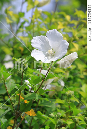 真っ白な木槿（ムクゲ）の花 115754533