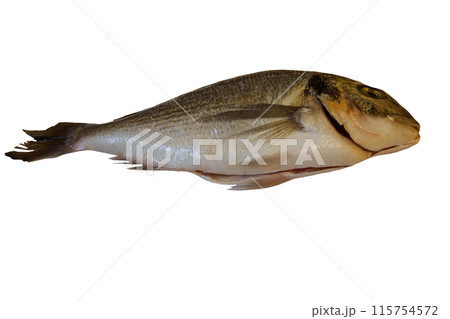 Raw fresh fish dorado isolated on white background 115754572