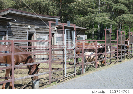 The horse in the stable at the stable in the Ethno-cultural tourist complex "Nanosy Rest" is equipped for performance 115754702