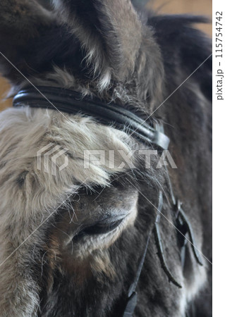 A donkey in an indoor pen. The head of the donkey is close up. A donkey in an indoor pen. The head of the donkey is close up. 115754742
