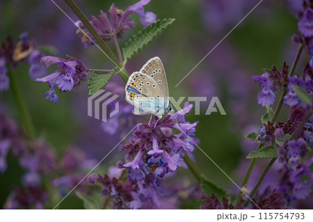 Species of Lepidoptera called also Hairstreak Butterfly Species of Lepidoptera called also Hairstreak Butterfly 115754793