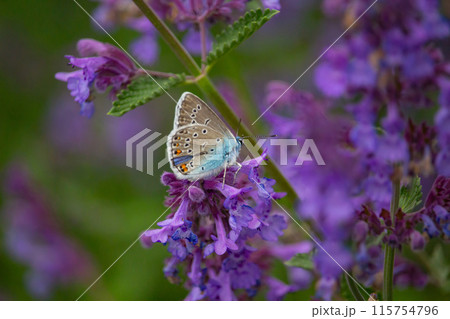 Species of Lepidoptera called also Hairstreak Butterfly Species of Lepidoptera called also Hairstreak Butterfly 115754796