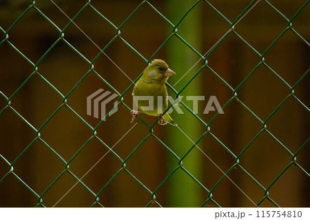 The European greenfinch (Chloris chloris) or common greenfinch 115754810