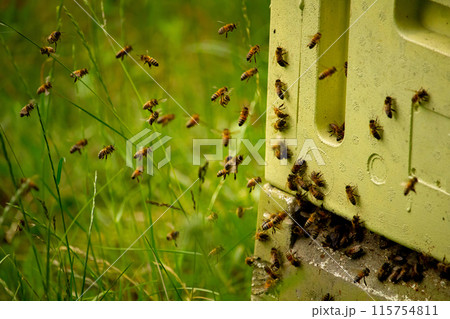 Honey Bees at front hive entrance close up. 115754811