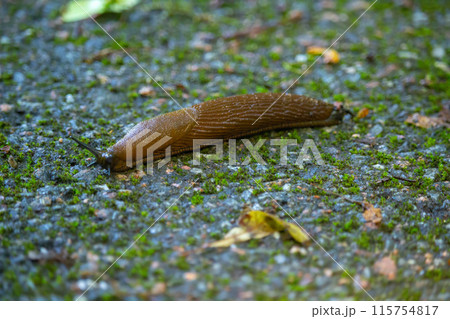 Spanish slug Arion vulgaris snail crawls Spanish slug Arion vulgaris snail crawls 115754817