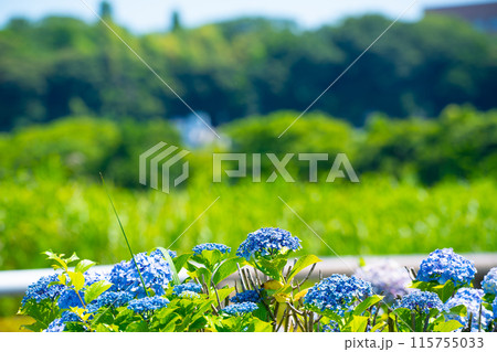 青い紫陽花 青い紫陽花 115755033