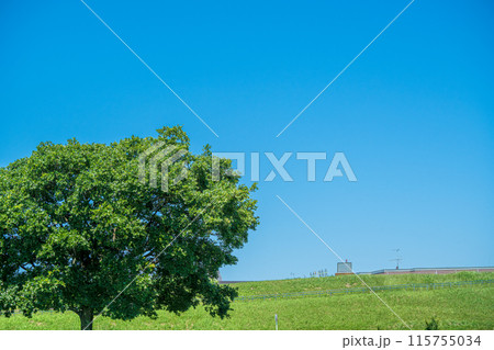 江戸川河川敷に立つ一本の木 江戸川河川敷に立つ一本の木 115755034