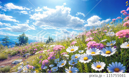 青空と白い雲と太陽の下で咲き誇るコスモスの花畑 115755081