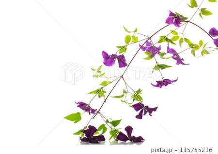 branch of blooming purple clematis, isolated on white background branch of blooming purple clematis, isolated on white background 115755216