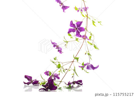 branch of blooming purple clematis, isolated on white background 115755217