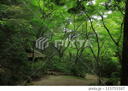 日本情緒豊かな新緑の季節の安芸の宮島紅葉谷公園の風景 115755387