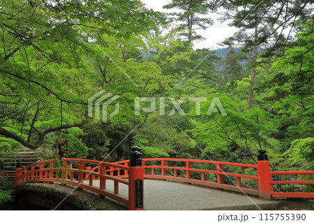 新緑とのコントラストが美しい安芸の宮島の朱色のもみじ谷橋 新緑とのコントラストが美しい安芸の宮島の朱色のもみじ谷橋 115755390