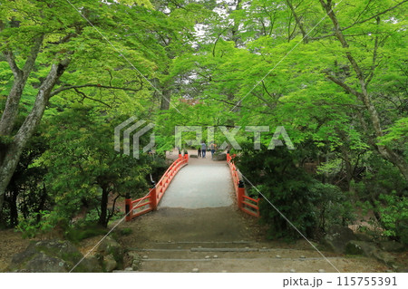 新緑の季節の安芸の宮島紅葉谷公園を散策する観光客 新緑の季節の安芸の宮島紅葉谷公園を散策する観光客 115755391