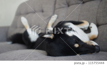 lay on the back black and tan shiba inu (Shiba dog) on human sofa lay on the back black and tan shiba inu (Shiba dog) on human sofa 115755444