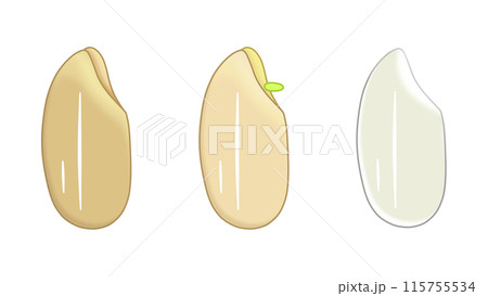 玄米と発芽玄米と白米 115755534