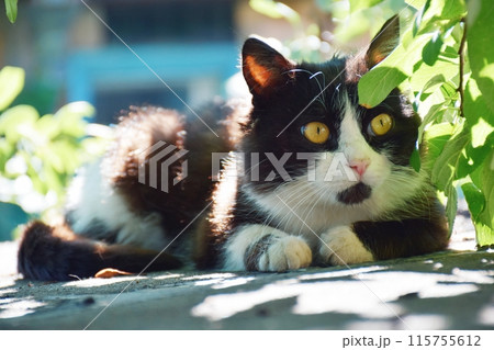 Well fed fat cat sitting near the door of the grocery 115755612