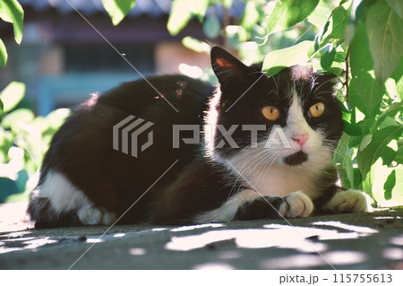 Well fed fat cat sitting near the door of the grocery 115755613