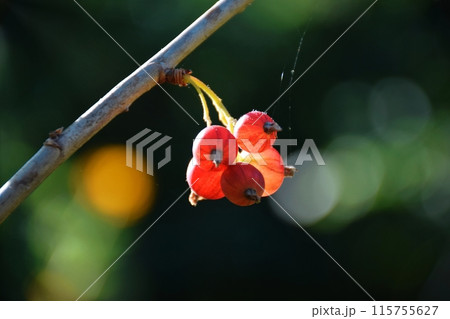 red currant blossom, close-up detail of a small yellow flower and young leaves on a branch of a red currant bush growing in the garden on green background. farming and growing organic red currant blossom, close-up detail of a small yellow flower and young leaves on a branch of a red currant bush growing in the garden on green background. farming and growing organic 115755627