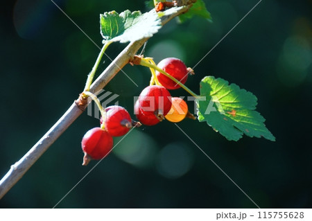 red currant blossom, close-up detail of a small yellow flower and young leaves on a branch of a red currant bush growing in the garden on green background. farming and growing organic 115755628