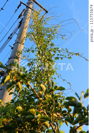 電信柱から斜めに地面に伸びている線を這い上がる蔓植物と青空の風景 115755674