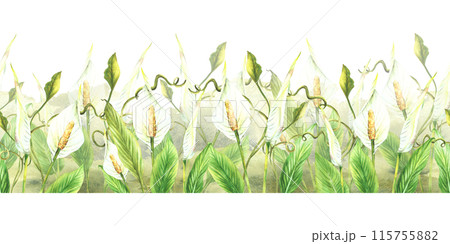 Tropical flowers and leaves seamless border White exotic buds with green creeper, Anthurium Curly greenery on watercolor splashes background Horizontal flat edge pattern Painted illustration Isolated  115755882