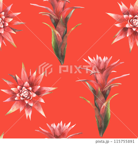 Tropical red flower seamless pattern, home plant buds and leaves. Watercolor exotic bromeliad, jungle tropical floral fabric. Hand drawn illustration for summer wallpaper. Isolated coloured background Tropical red flower seamless pattern, home plant buds and leaves. Watercolor exotic bromeliad, jungle tropical floral fabric. Hand drawn illustration for summer wallpaper. Isolated coloured background 115755891