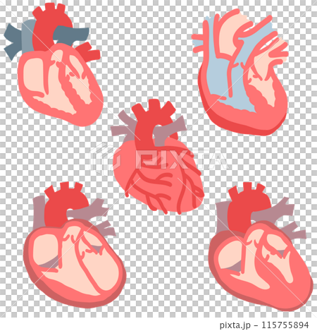 Heart and blood vessel Heart and blood vessel 115755894
