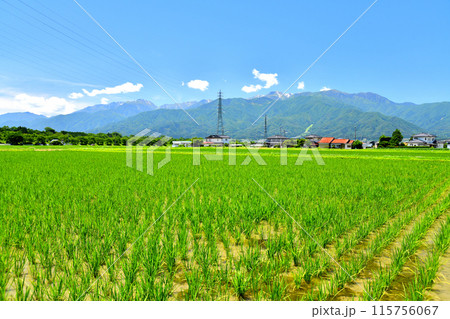 長野県伊那市美篶より木曽駒ケ岳方面を望む(長野県伊那市)【2024.6】 115756067