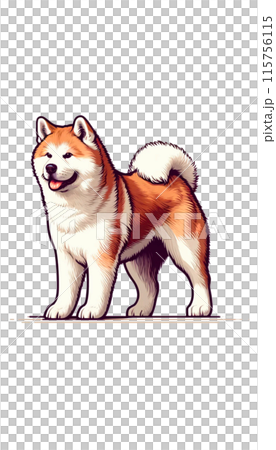 日本秋田犬的彩色影像。它們非常忠誠，是優秀的護衛犬。 115756115