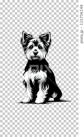 オーストラリアのオーストラリアン・テリアのモノトーン画像。小型で勇敢、牧羊犬としても活躍。 115756148