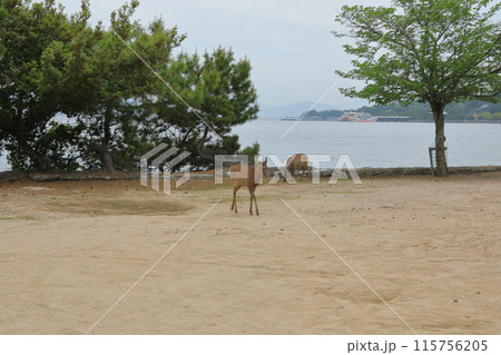 野生の鹿が見られる安芸の宮島の海岸線の景色 野生の鹿が見られる安芸の宮島の海岸線の景色 115756205