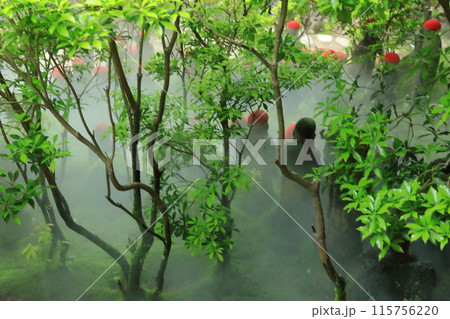 安芸の宮島大聖院の霞に包まれた五百羅漢像の景色 115756220