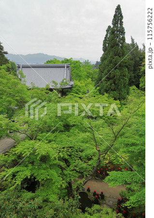 鮮やかな新緑に覆われた安芸の宮島大聖院の境内の景色 115756222