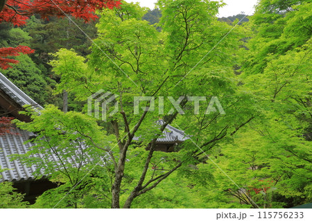 青もみじに紅葉がアクセントをつける安芸の宮島大聖院の景色 青もみじに紅葉がアクセントをつける安芸の宮島大聖院の景色 115756233