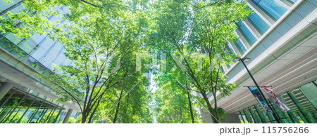 【東京都】新緑に包まれた丸の内仲通りの風景 初夏 【東京都】新緑に包まれた丸の内仲通りの風景 初夏 115756266