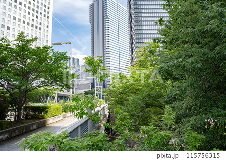 東京都新宿の街路樹と高層ビル 115756315
