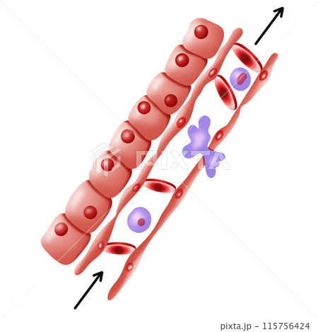Red blood cell distrorted by plasma current , blood flow Red blood cell distrorted by plasma current , blood flow 115756424