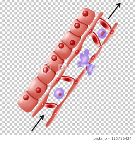 Red blood cell distrorted by plasma current , blood flow 115756424