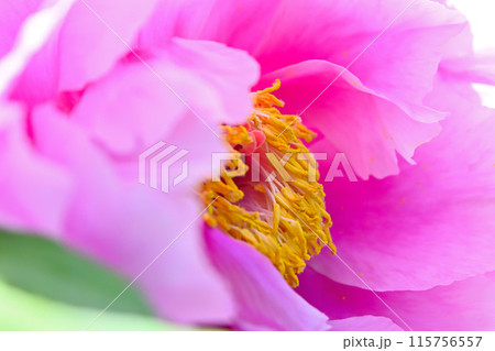 ピンク色の牡丹の花 ピンク色の牡丹の花 115756557