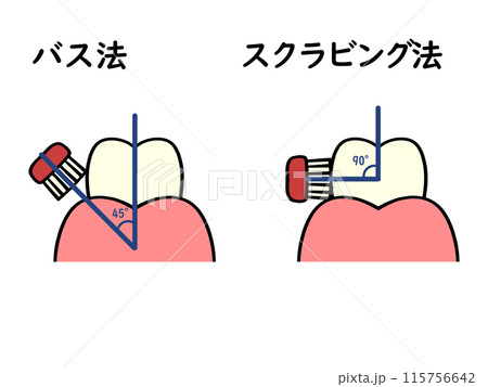 歯の磨き方 バス法とスクラビング法のイラスト素材 115756642
