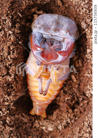 羽化直前の大きなのオオクワガタのオス 115756939