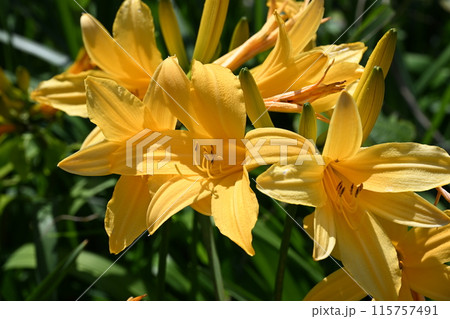 佐渡島　大野亀に咲くトビシマカンゾウ 115757491