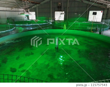 笠戸島「ひらめきパーク」ヒラメ養殖施設(山口県下松市) 115757543