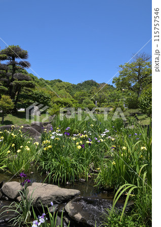 「冠山総合公園」せせらぎ水路の菖蒲②(山口県光市) 115757546